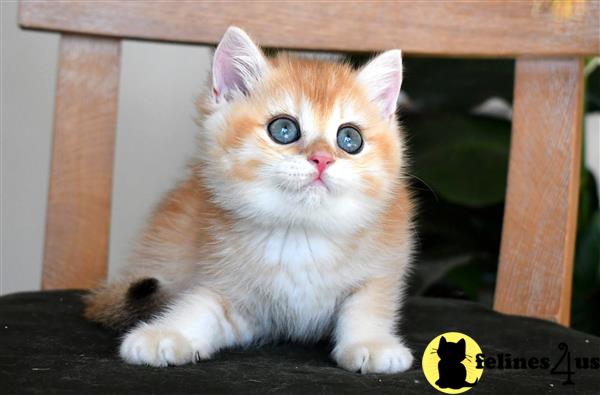 thechubbyfacedcat Picture 2